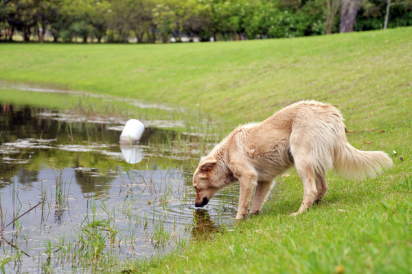 AquaPet Bowl für Hunde und Katzen